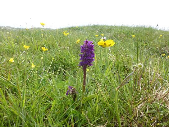 Early season orchid in the rough area
